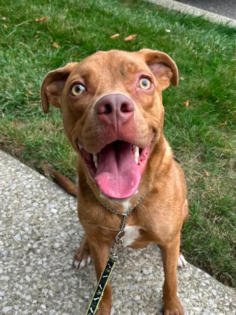 Enlarge Xavier, a ADOPTABLE mixed breed in Parma, OH image 1/4