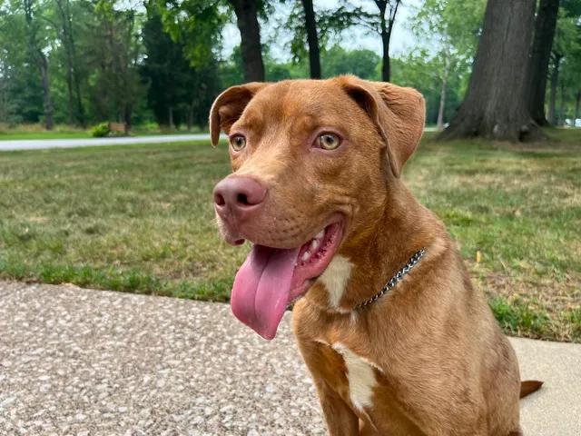 Xavier, a ADOPTABLE mixed breed in Parma, OH image 1/3