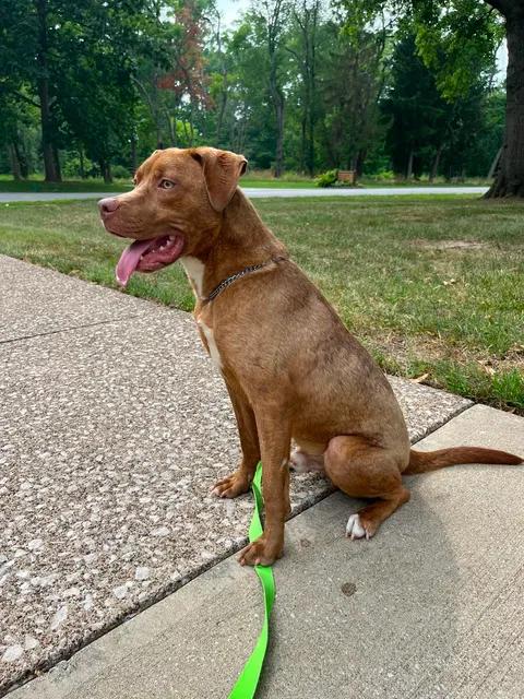 Xavier, a ADOPTABLE mixed breed in Parma, OH image 2/3