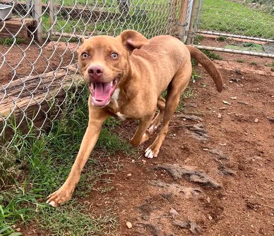 Xavier, a ADOPTABLE mixed breed in Parma, OH image 3/3