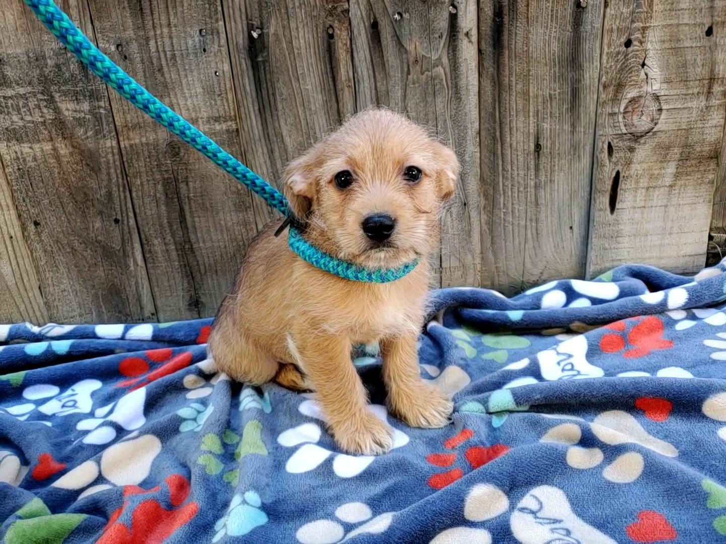 Bigoli, Adopted, Adult Male Yorkshire Terrier.