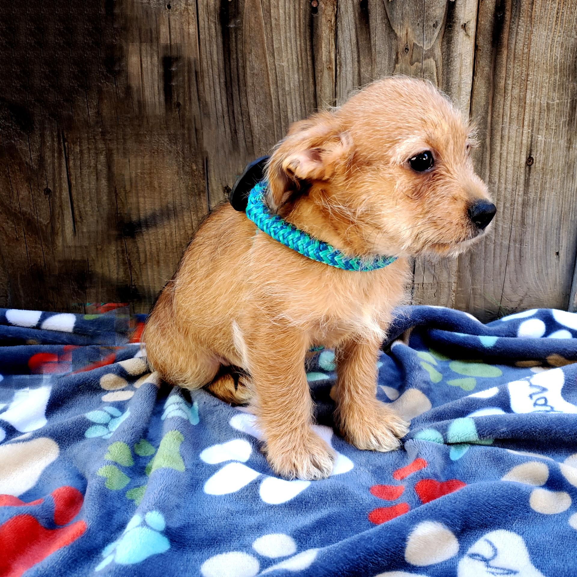 Enlarge Bigoli, a Adopted mixed breed in Bakersfield, CA image 2/4