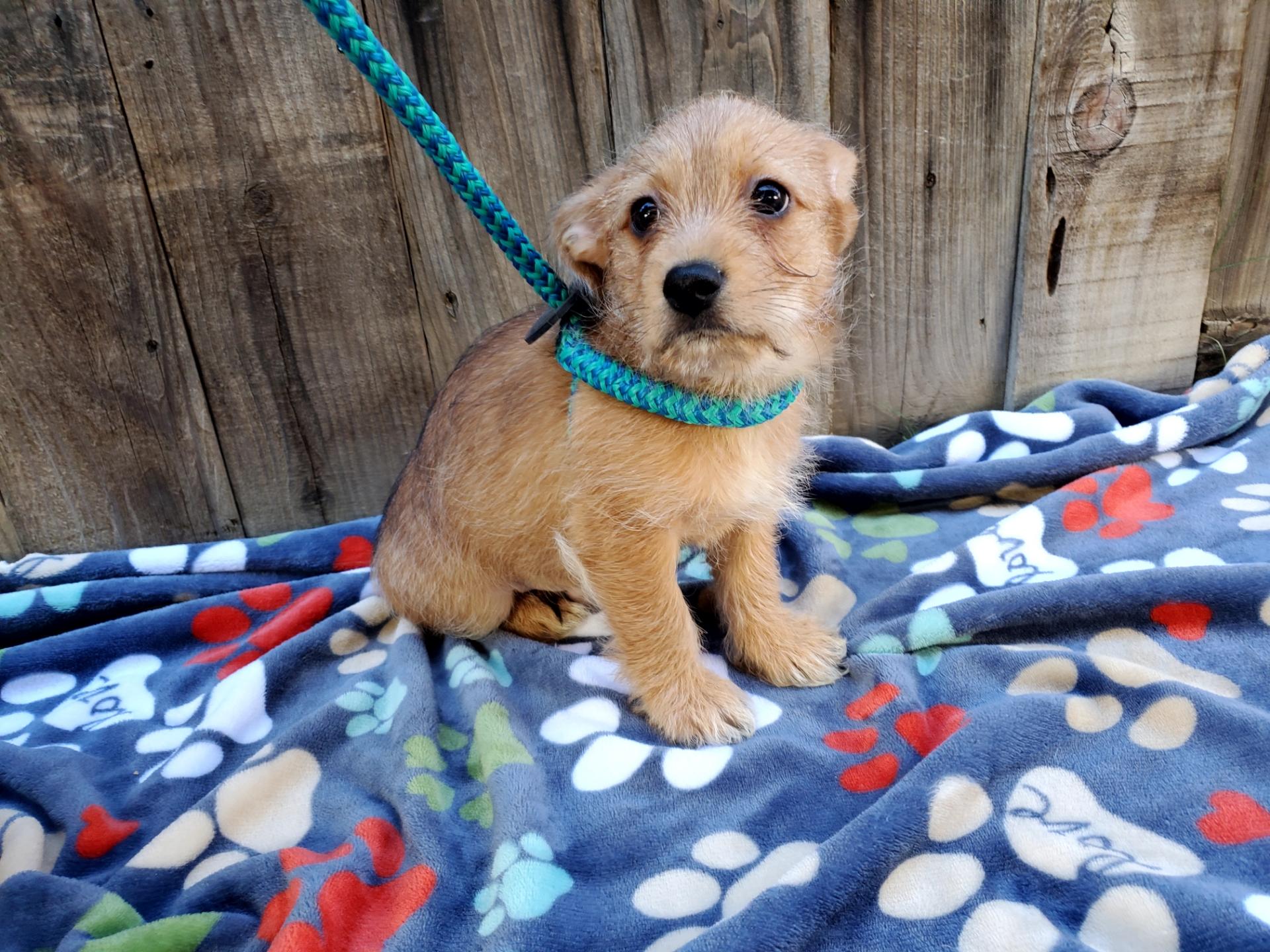 Enlarge Bigoli, a Adopted mixed breed in Bakersfield, CA image 3/4
