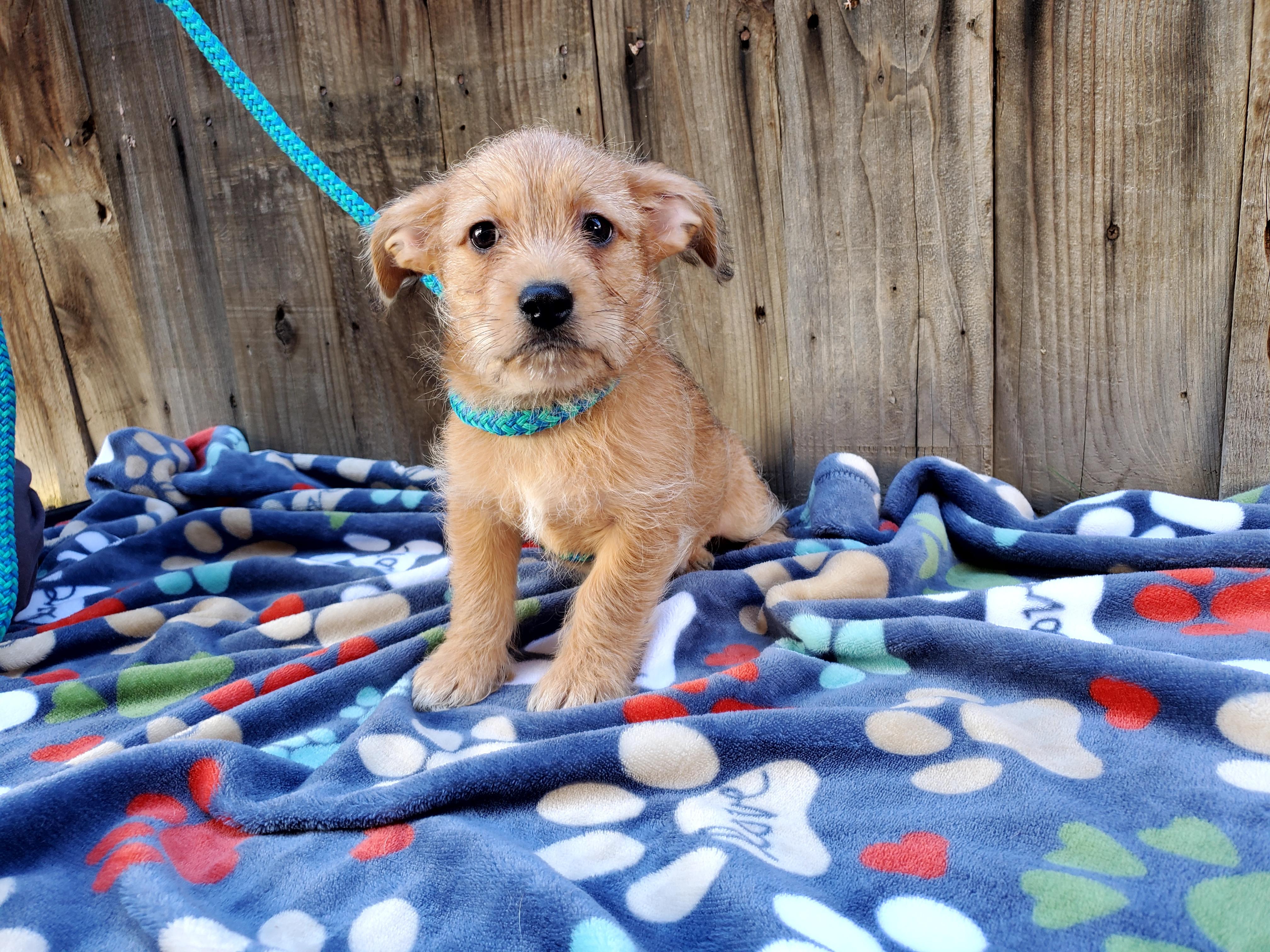 Enlarge Bigoli, a Adopted mixed breed in Bakersfield, CA image 4/4