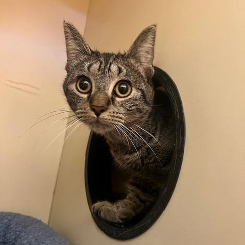 Enlarge Solstice, a Adoptable Domestic Short Hair in Dayton, OH image 1/3