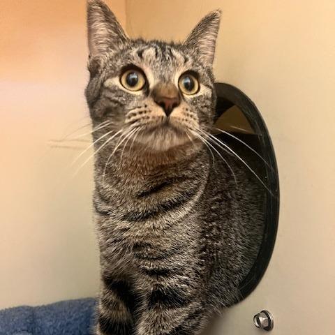 Enlarge Solstice, a Adoptable Domestic Short Hair in Dayton, OH image 2/3