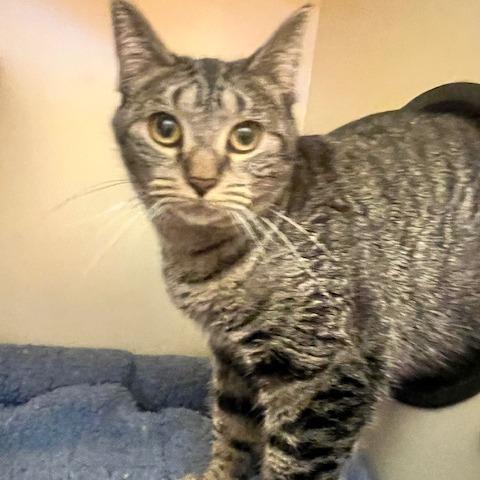 Enlarge Solstice, a Adoptable Domestic Short Hair in Dayton, OH image 3/3