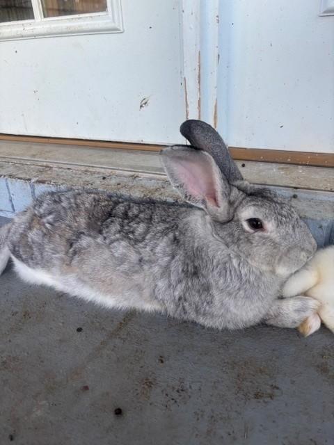 Bugs, Adoptable, Adult Male Chinchilla.