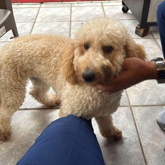 Enlarge Cookie, a Adopted Goldendoodle in Miami, FL image 1/4