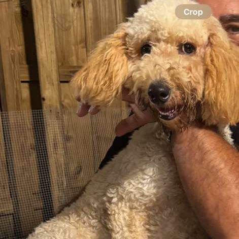 Enlarge Cookie, a Adopted Goldendoodle in Miami, FL image 2/4