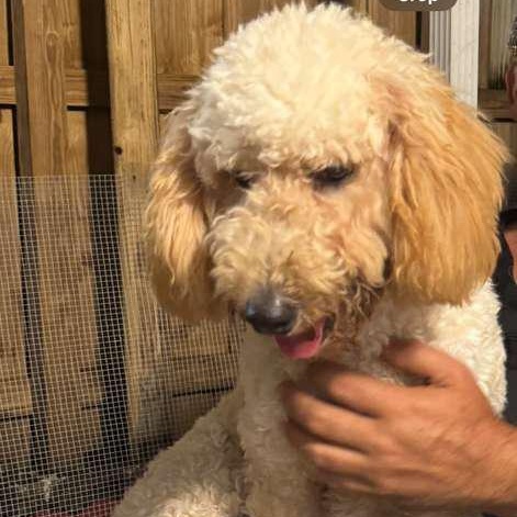 Enlarge Cookie, a Adopted Goldendoodle in Miami, FL image 4/4