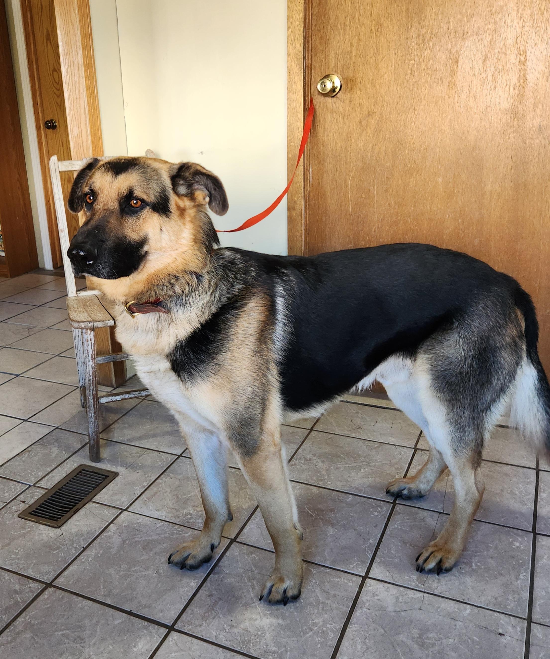 Coronel, an adoptable German Shepherd Dog in Grant, NE image 3/3