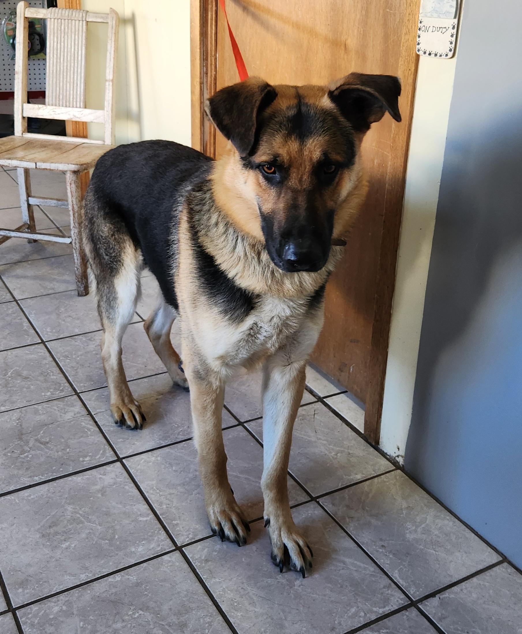 Coronel, an adoptable German Shepherd Dog in Grant, NE image 1/3