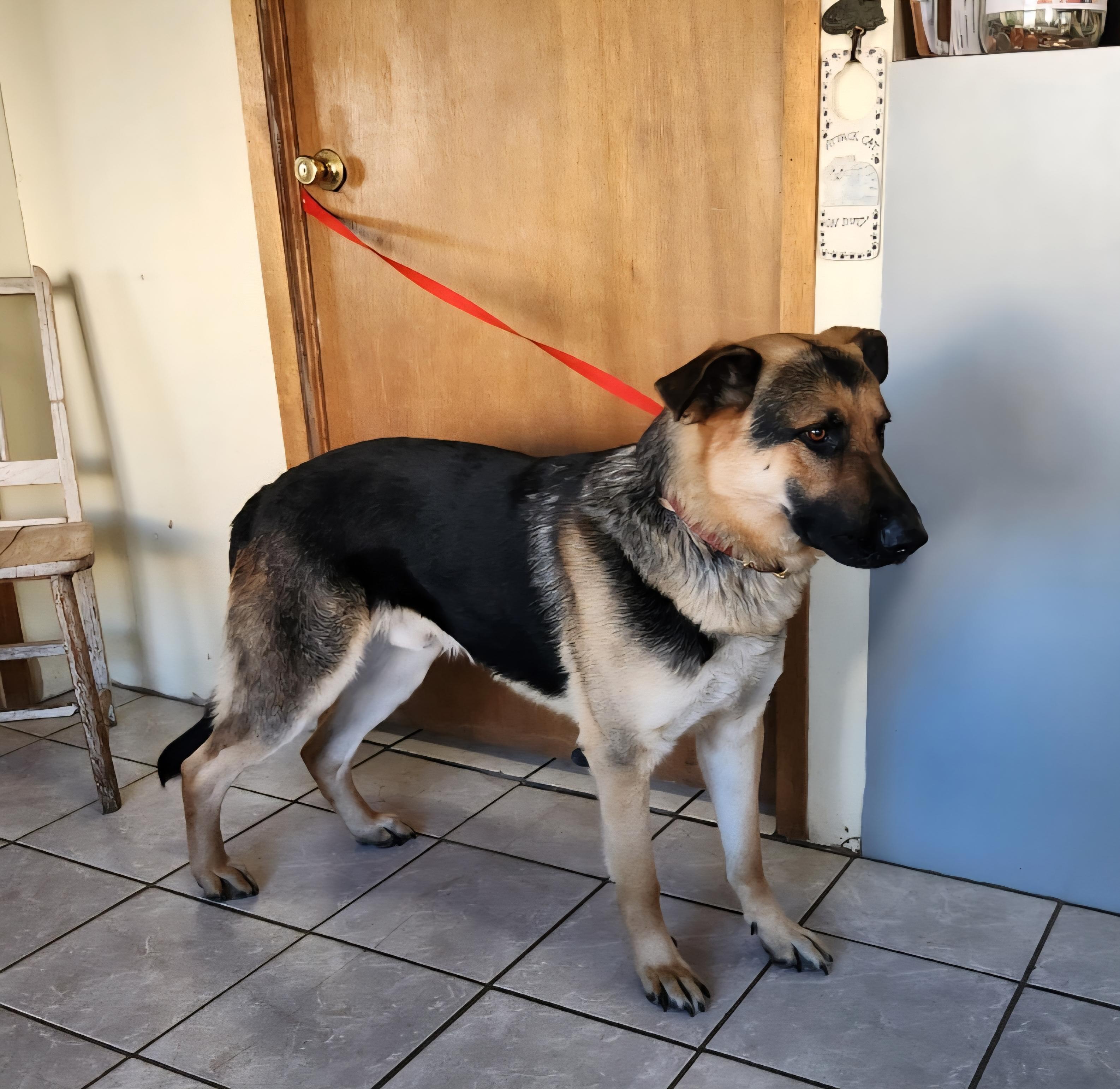 Coronel, an adoptable German Shepherd Dog in Grant, NE image 2/3
