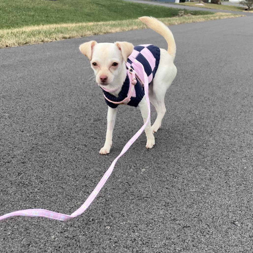 Opal, a Adoptable Chihuahua in Martinsburg, WV image 1/4