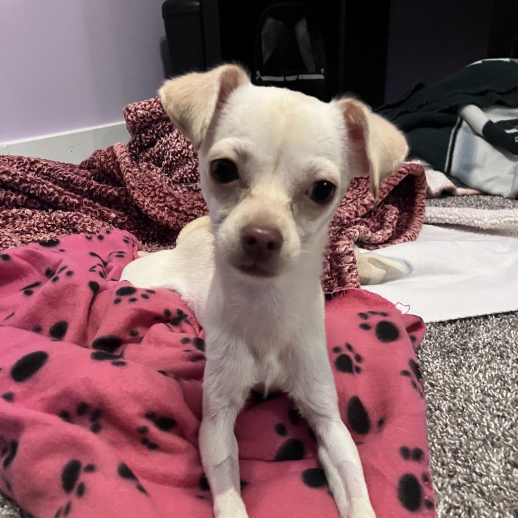 Opal, a Adoptable Chihuahua in Martinsburg, WV image 2/4