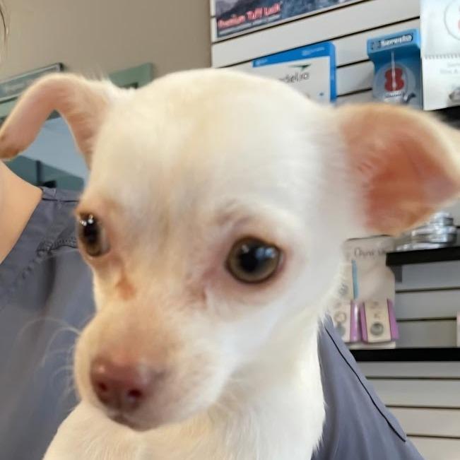 Opal, a Adoptable Chihuahua in Martinsburg, WV image 3/4