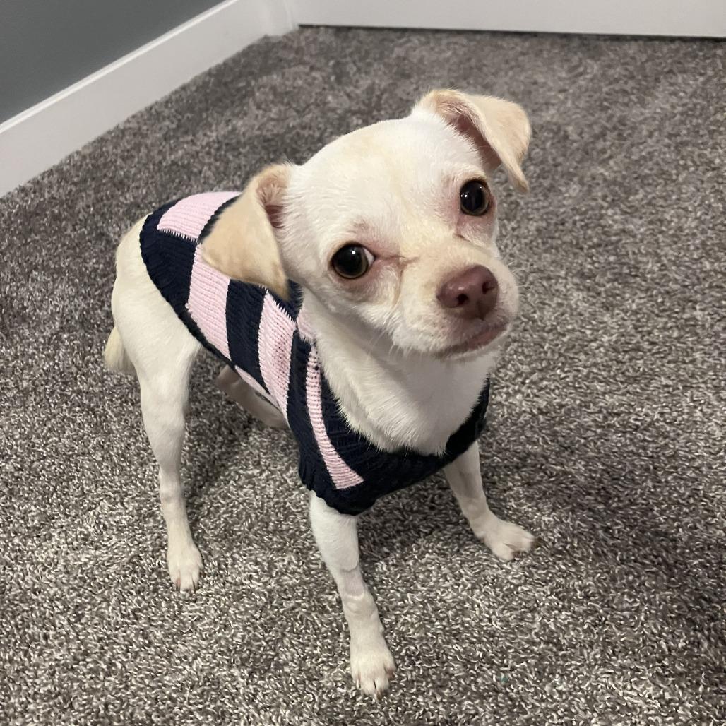 Opal, a Adoptable Chihuahua in Martinsburg, WV image 4/4