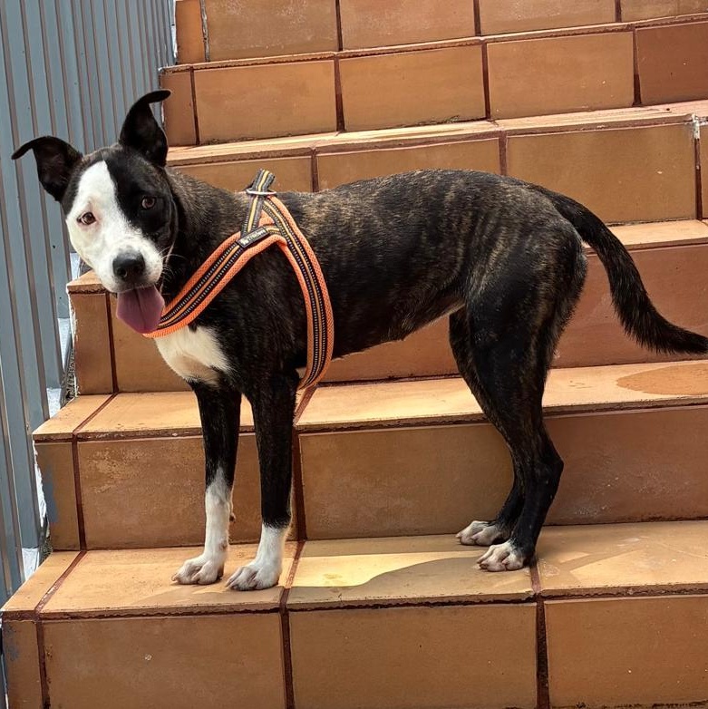 Bella Rose thumbnail 5