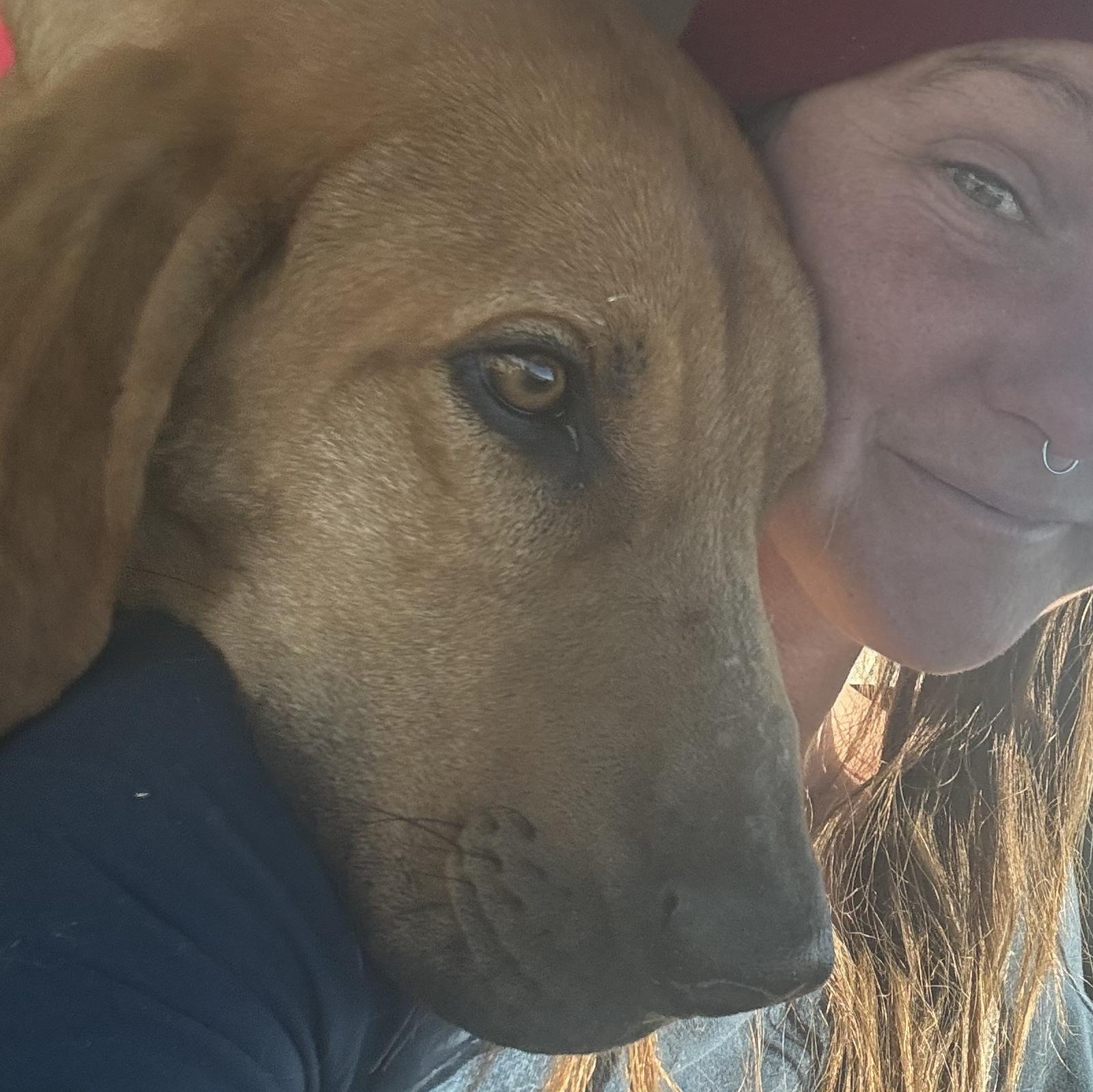 Enlarge Copper, a ADOPTABLE Redbone Coonhound in Carson, NM image 2/4