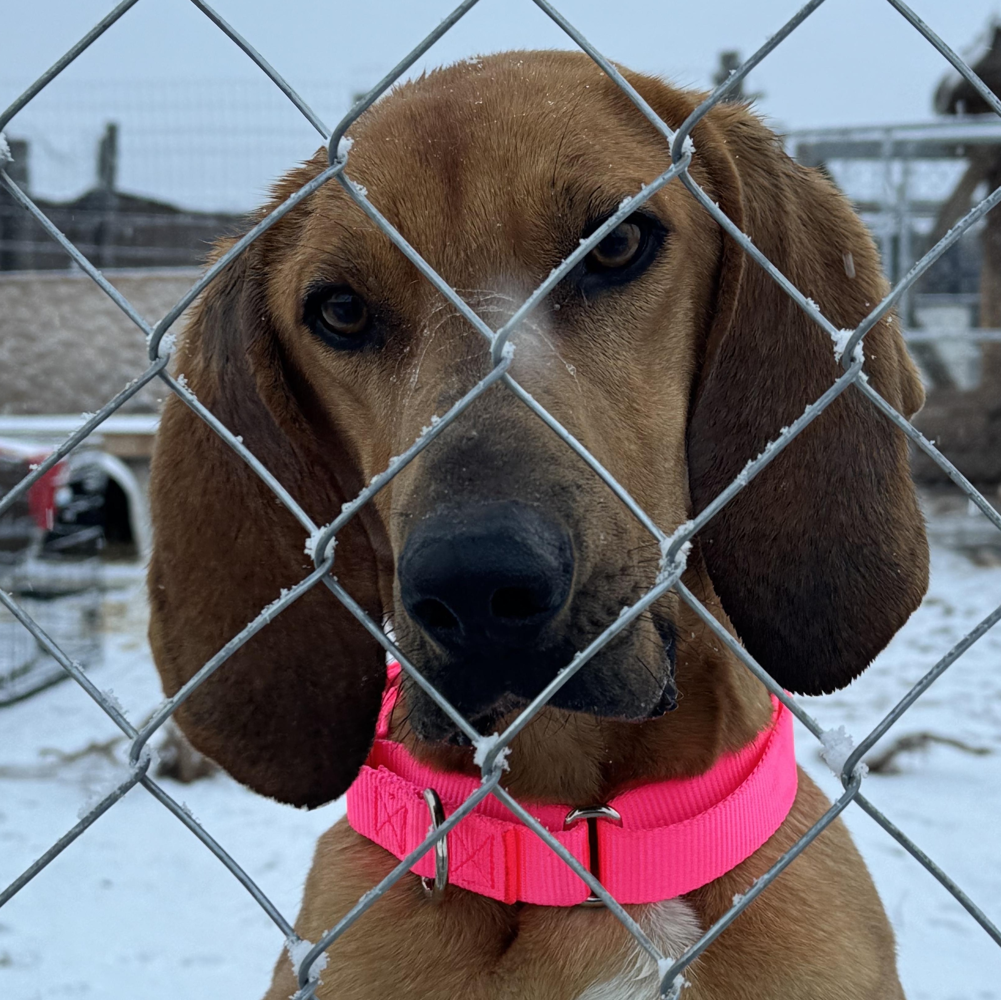 Copper, ADOPTABLE, Young Male Redbone Coonhound.