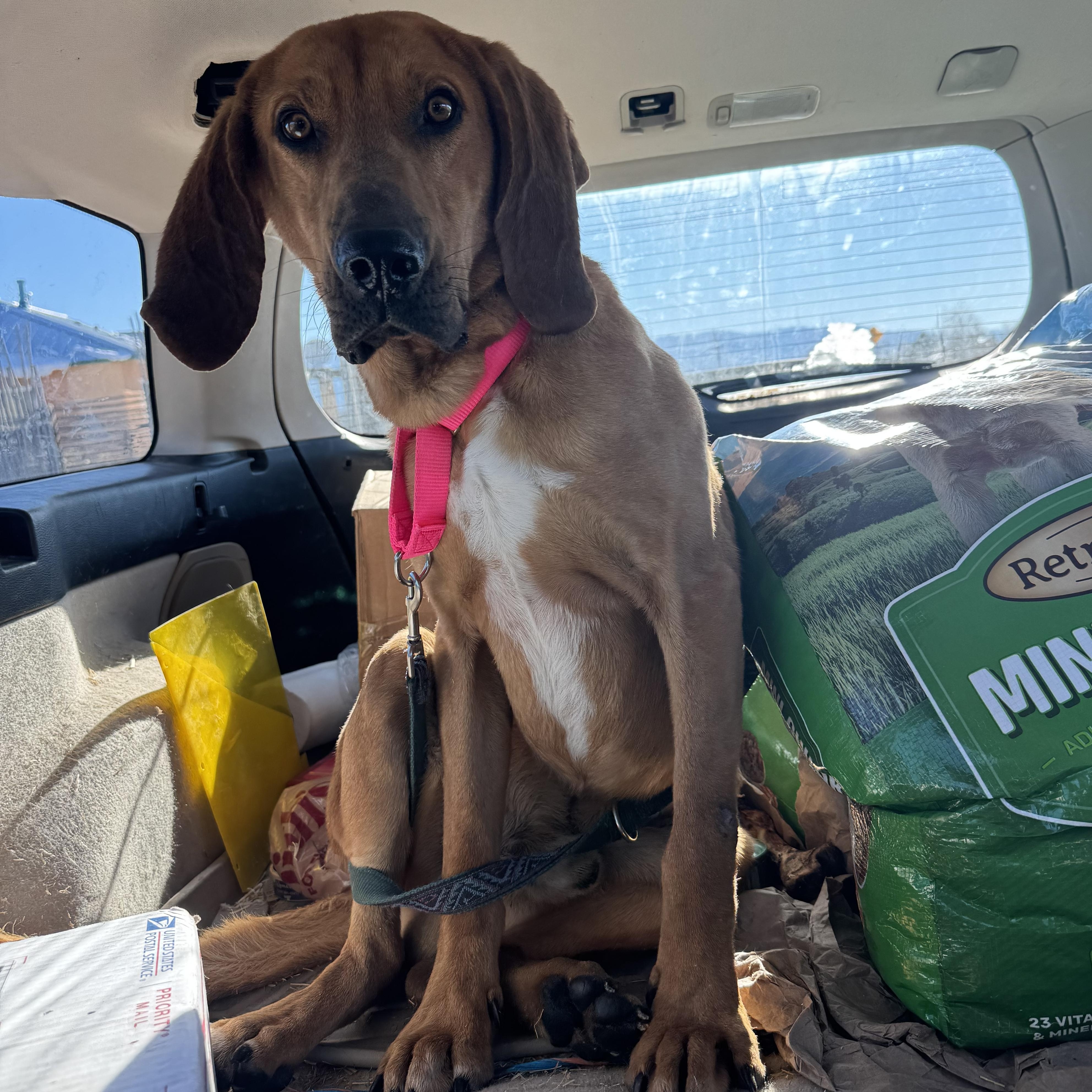 Enlarge Copper, a ADOPTABLE Redbone Coonhound in Carson, NM image 3/4
