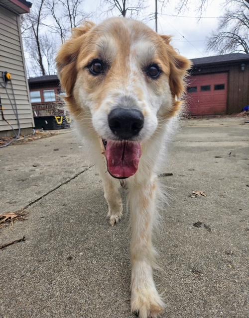 Enlarge Beryl, a Adoptable mixed breed in Evansville, IN image 4/4
