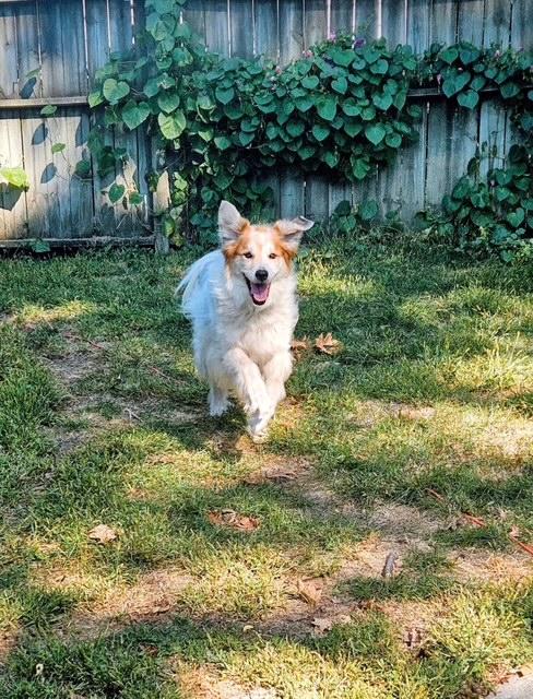 Enlarge Beryl, a Adoptable mixed breed in Evansville, IN image 2/4