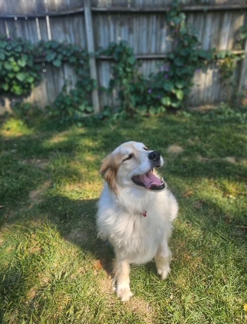 Enlarge Beryl, a Adoptable mixed breed in Evansville, IN image 3/4