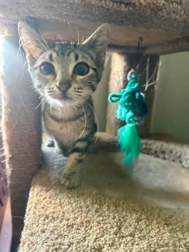 Luna, ADOPTABLE, Kitten Female Domestic Short Hair.