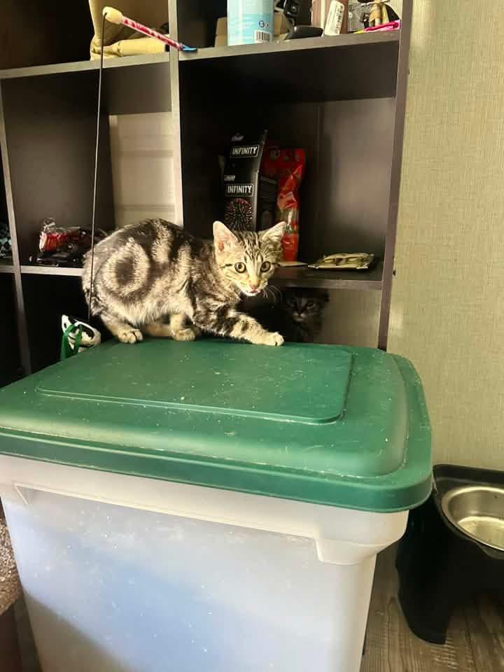 Luna, a ADOPTABLE Domestic Short Hair in Manhattan, KS image 2/3