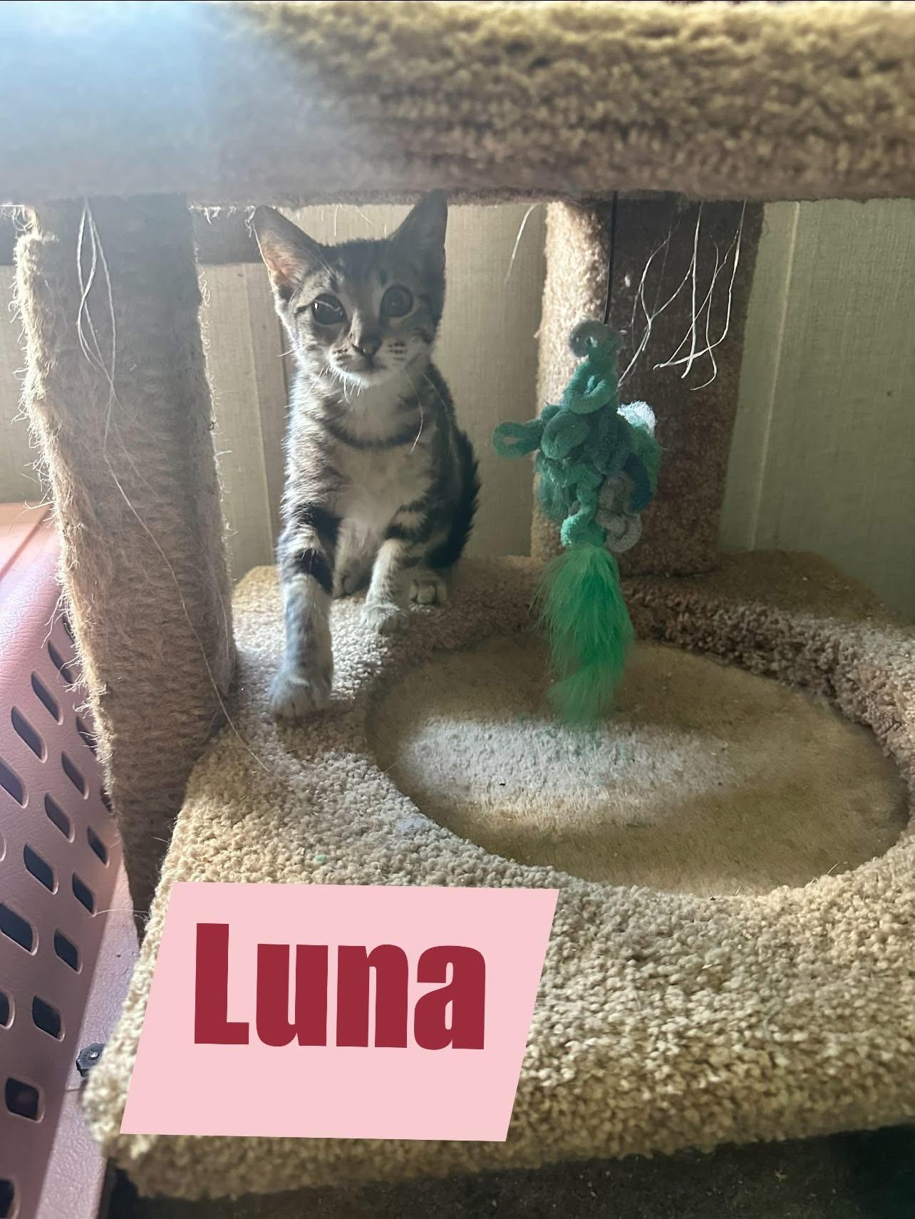 Luna, a ADOPTABLE Domestic Short Hair in Manhattan, KS image 3/3