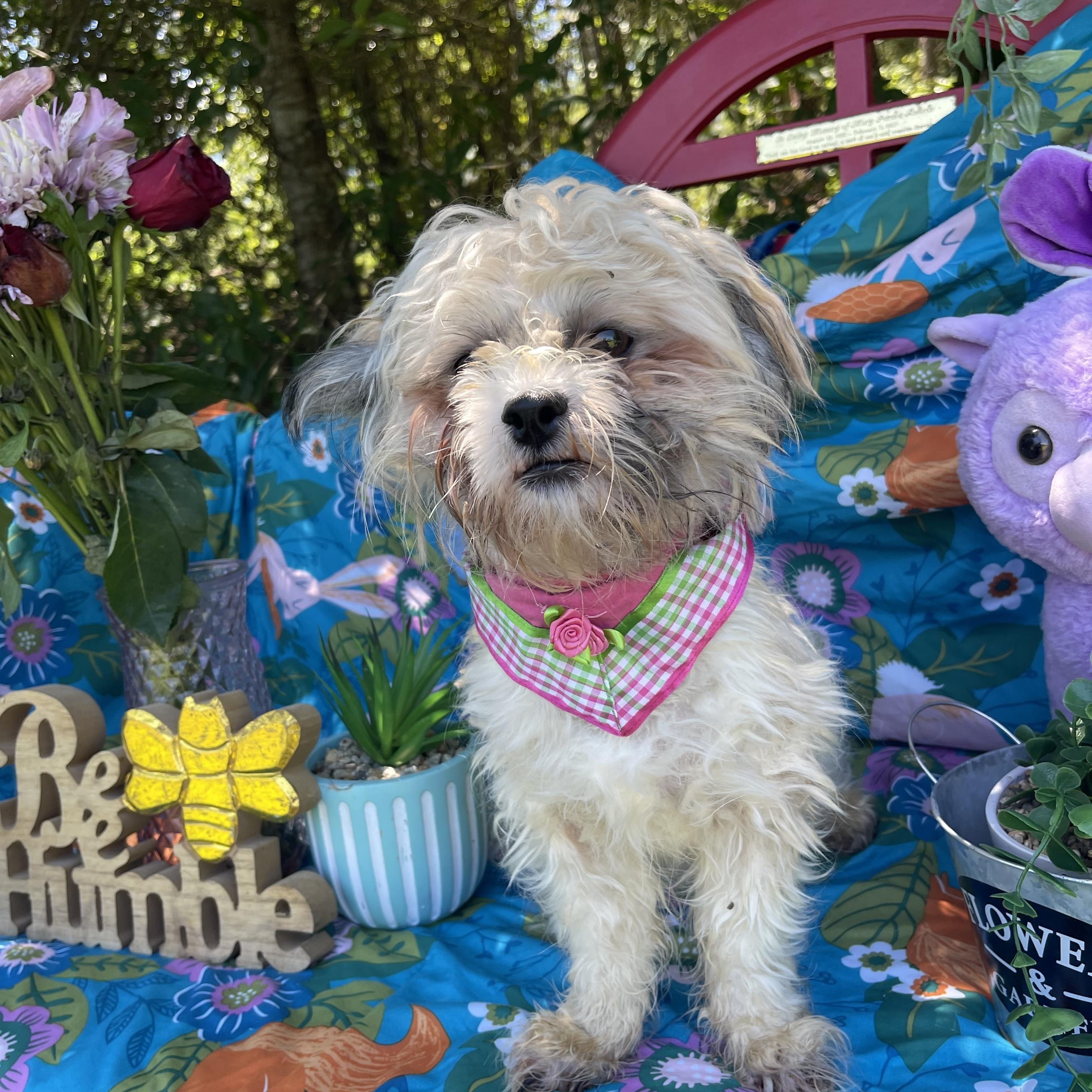 Enlarge Princess, an adopted Shih Tzu in Sebring, FL image 2/5