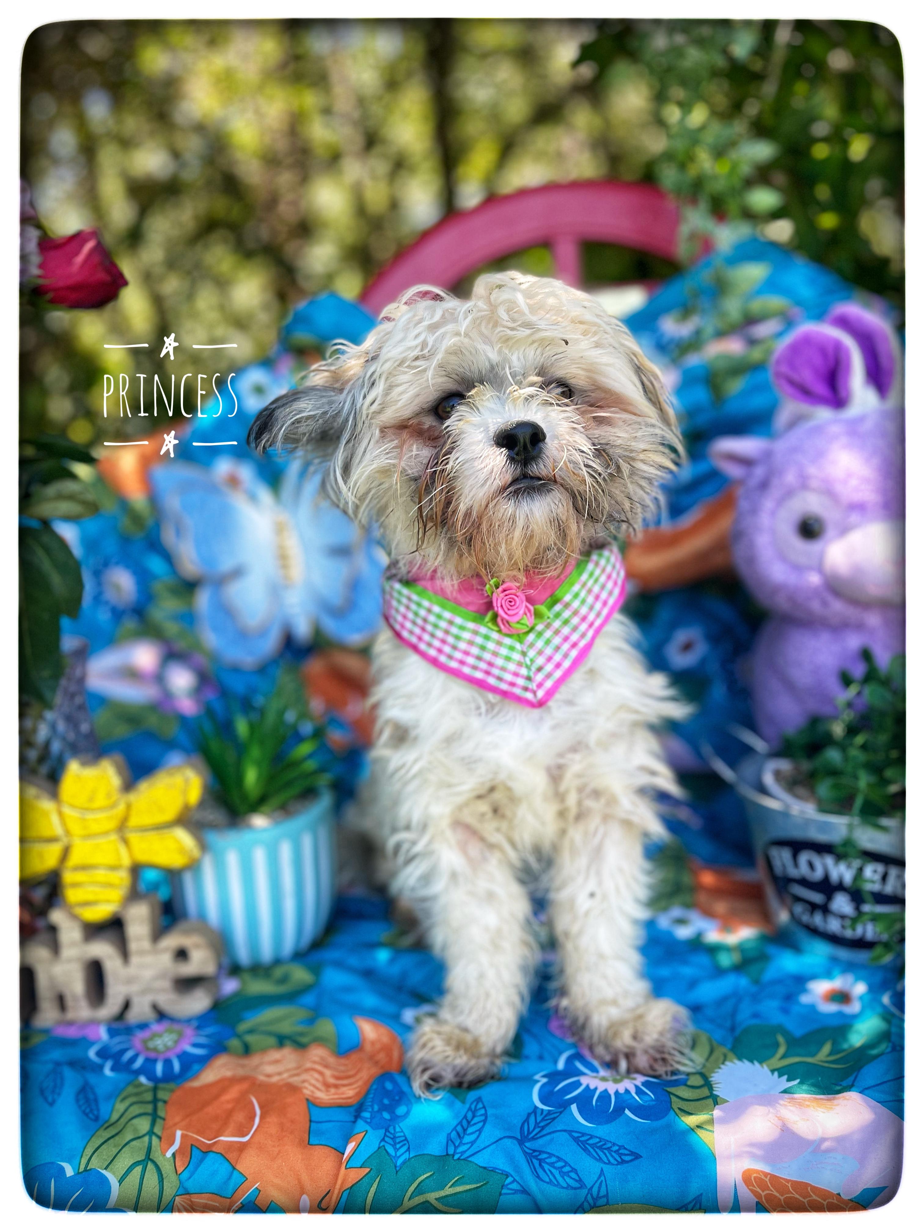 Enlarge Princess, an adopted Shih Tzu in Sebring, FL image 1/5