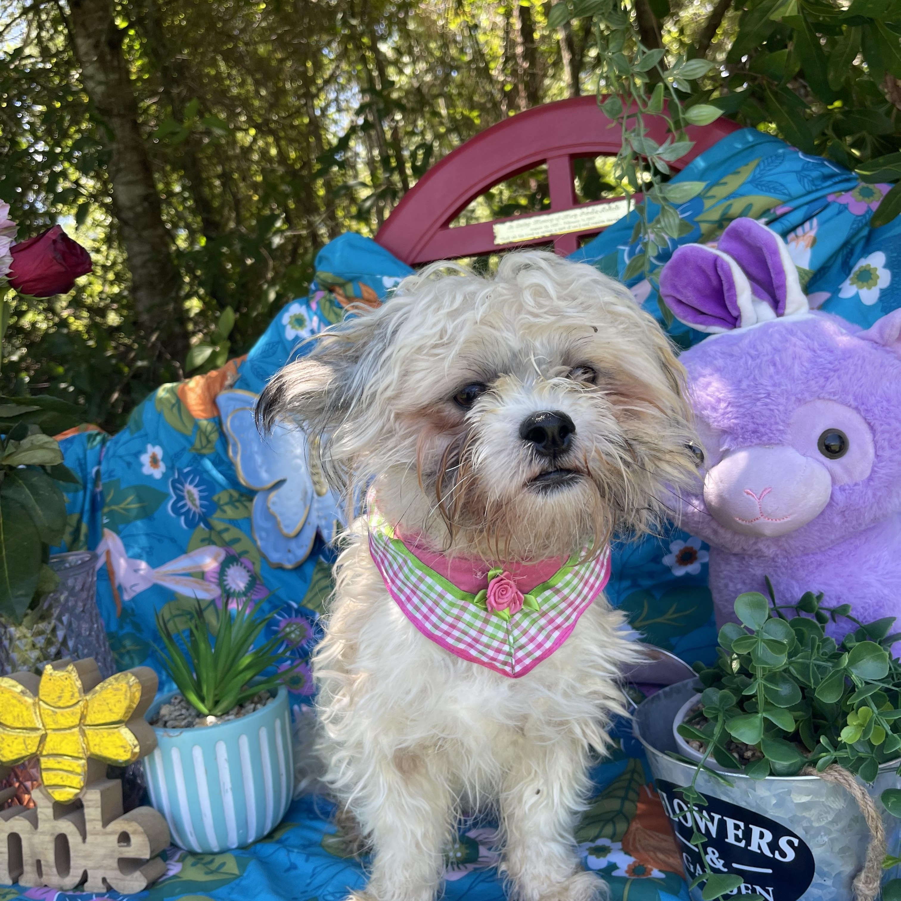Enlarge Princess, an adopted Shih Tzu in Sebring, FL image 4/5