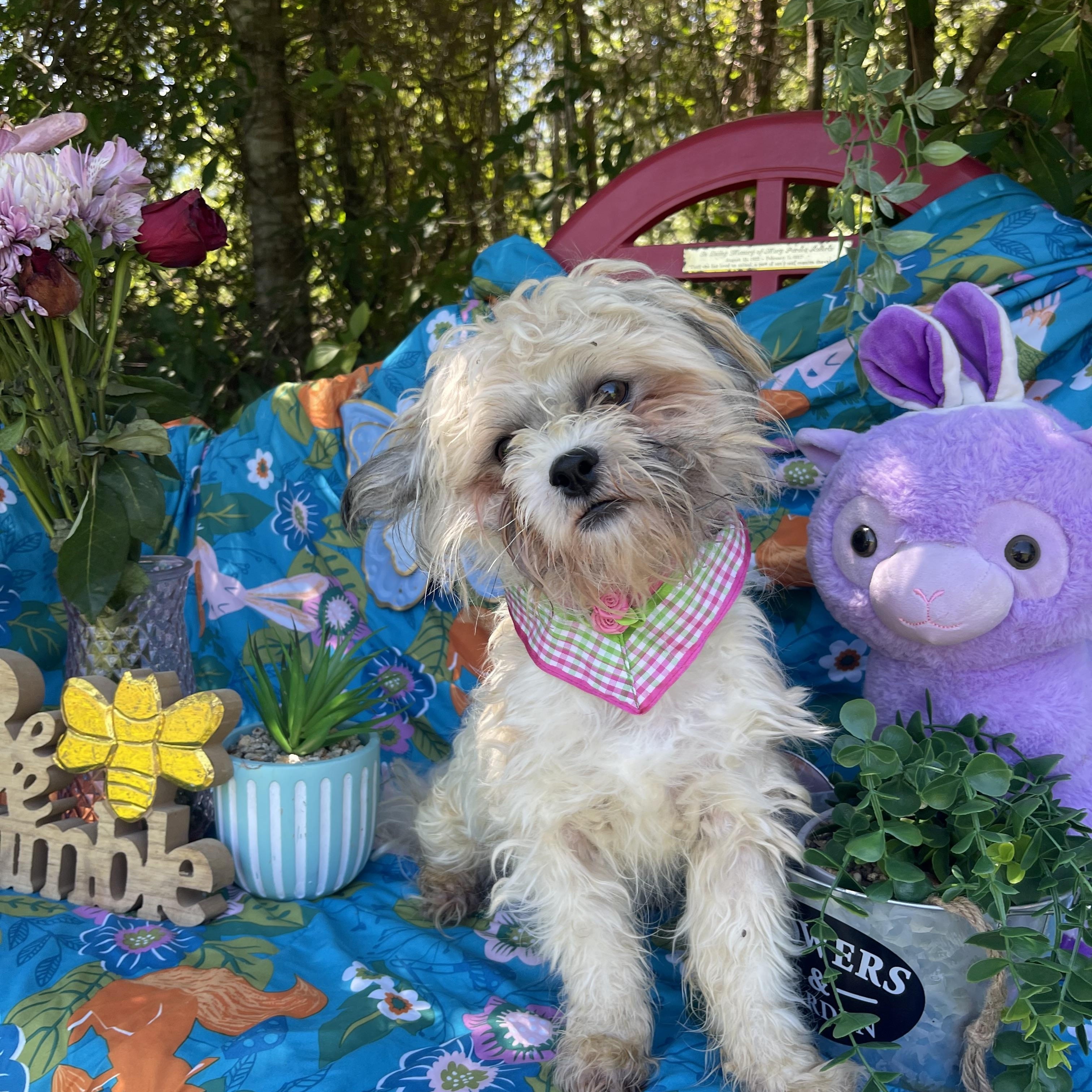 Enlarge Princess, an adopted Shih Tzu in Sebring, FL image 3/5