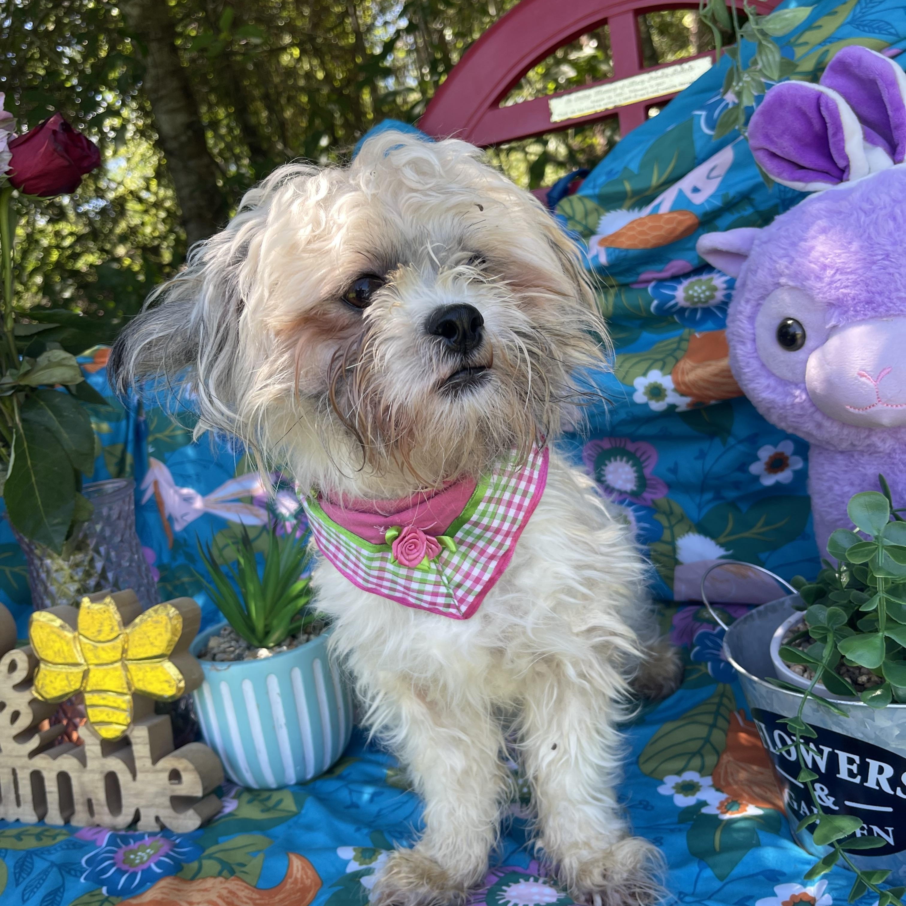 Enlarge Princess, an adopted Shih Tzu in Sebring, FL image 5/5