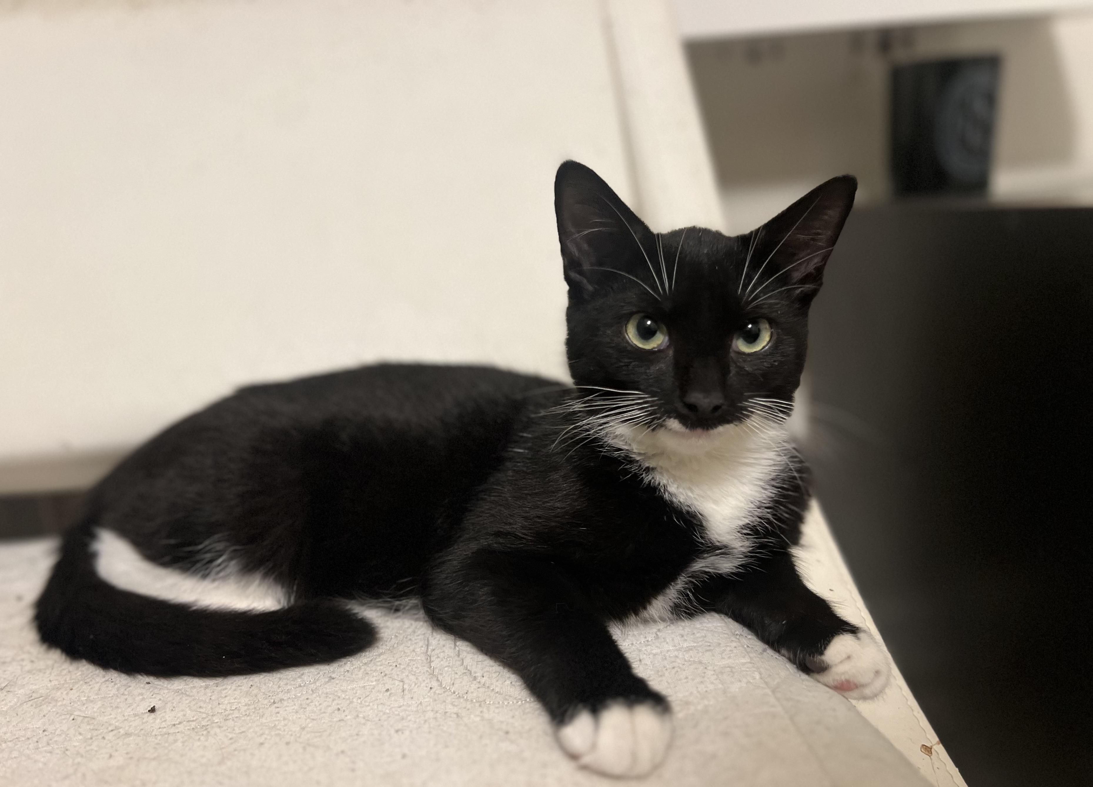 Oreo, Adoptable, Young Male Domestic Short Hair.
