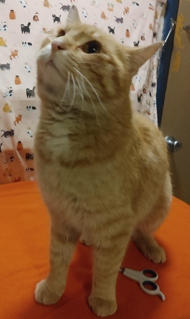 Enlarge Garfield, a Adopted mixed breed in Shawnee, KS image 1/1