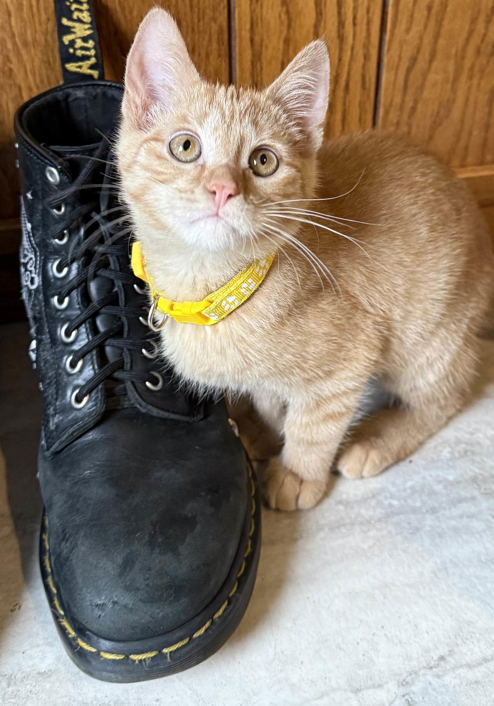 Paladin, Adopted, Kitten Female Domestic Short Hair & Tabby.