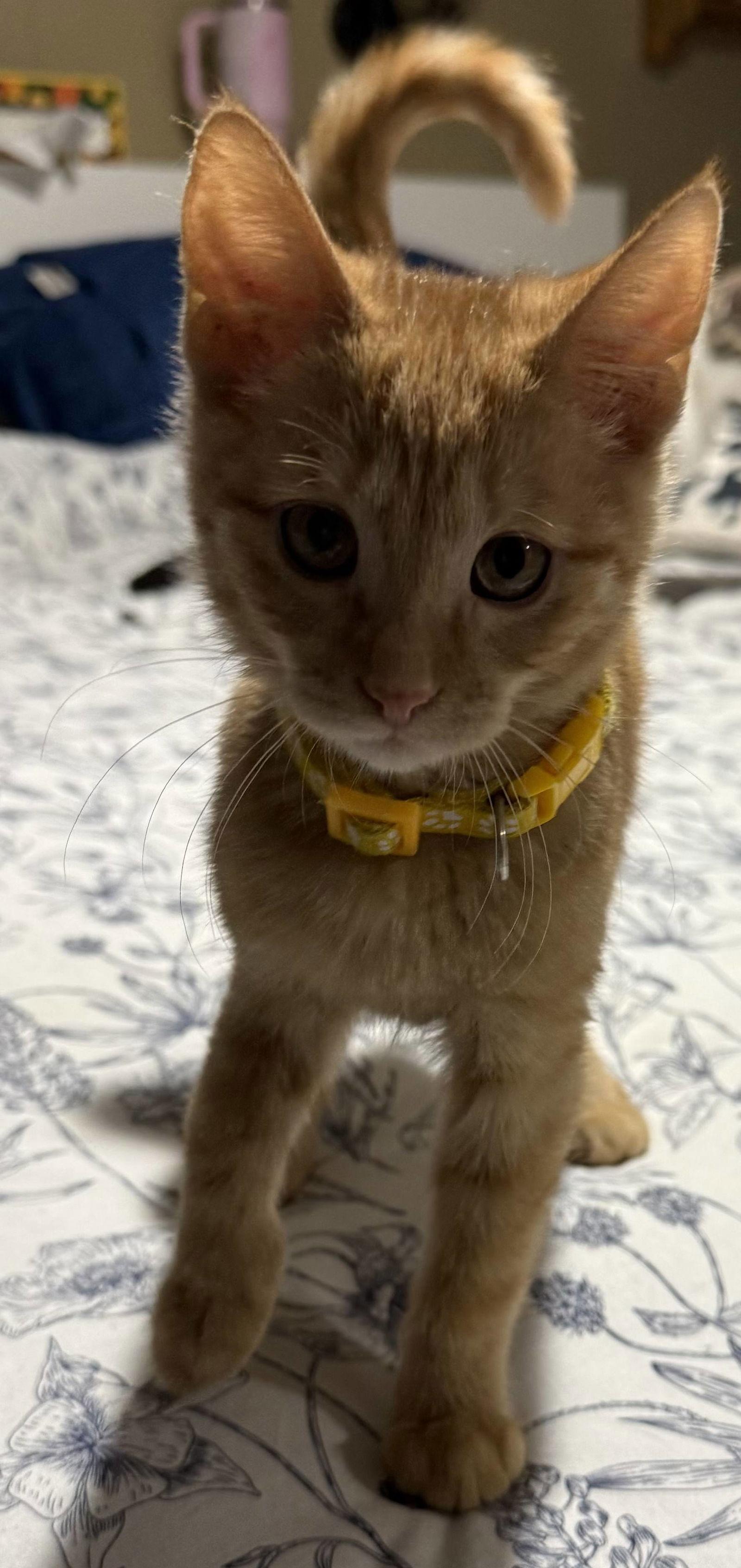 Enlarge Paladin, a Adopted mixed breed in Forest Lake, MN image 2/3