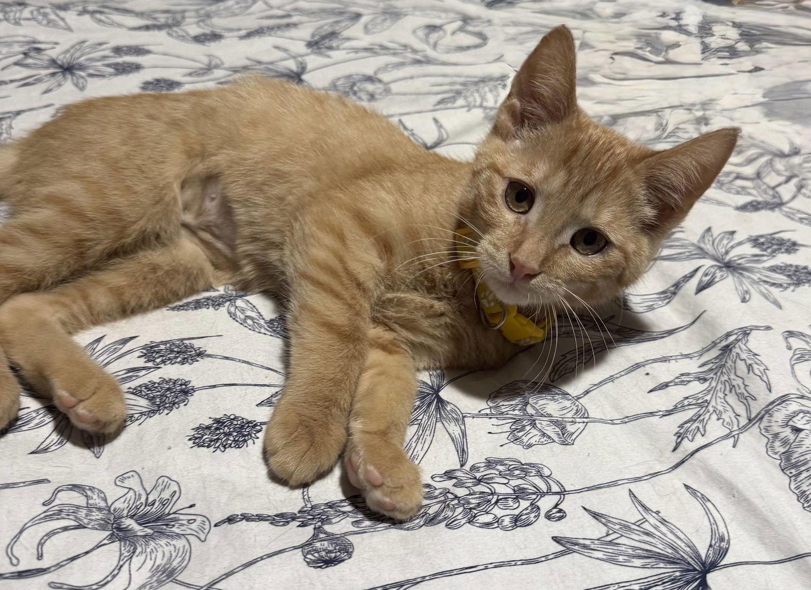 Enlarge Paladin, a Adopted mixed breed in Forest Lake, MN image 3/3