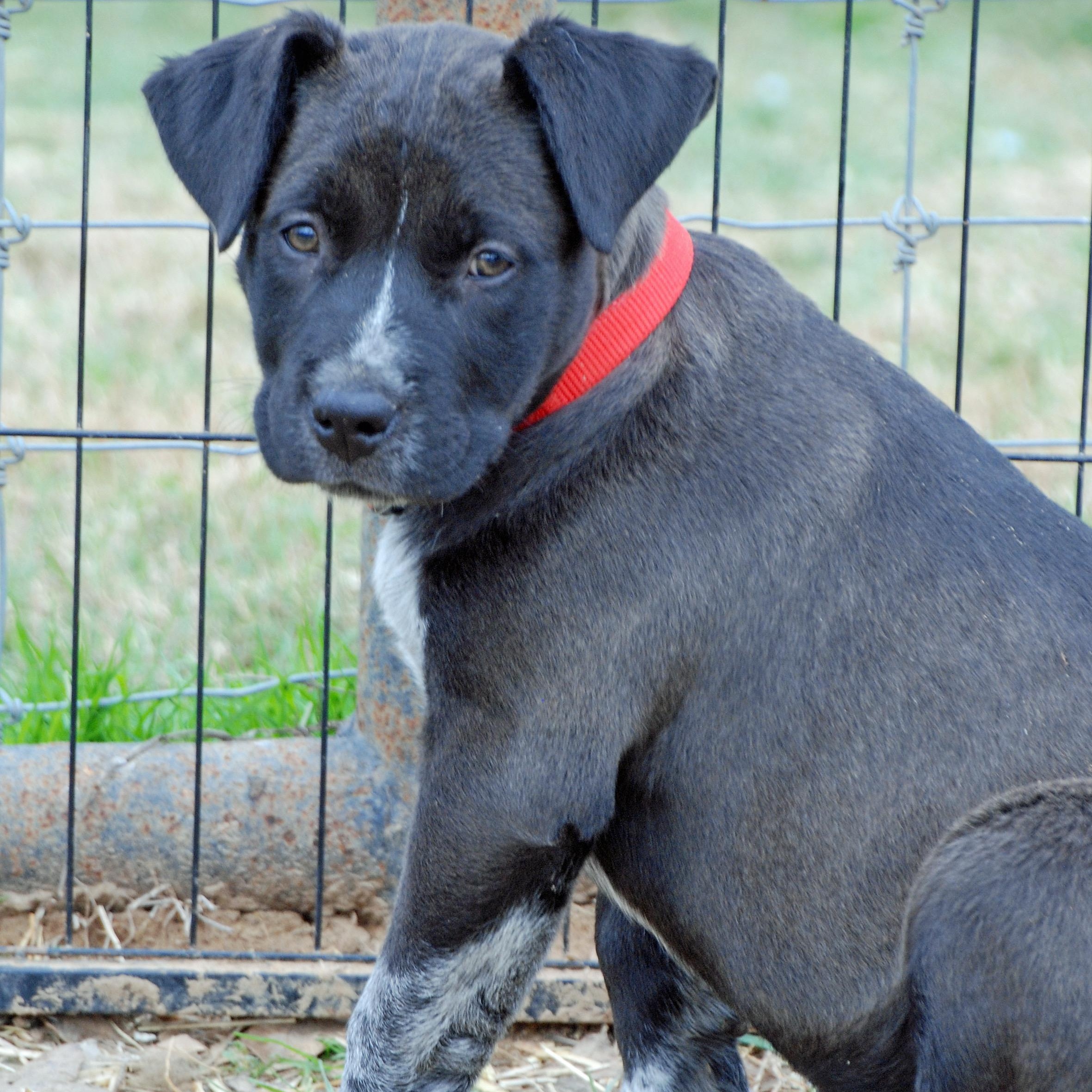 Jett, ADOPTABLE, Puppy Female Labrador Retriever & Pit Bull Terrier.