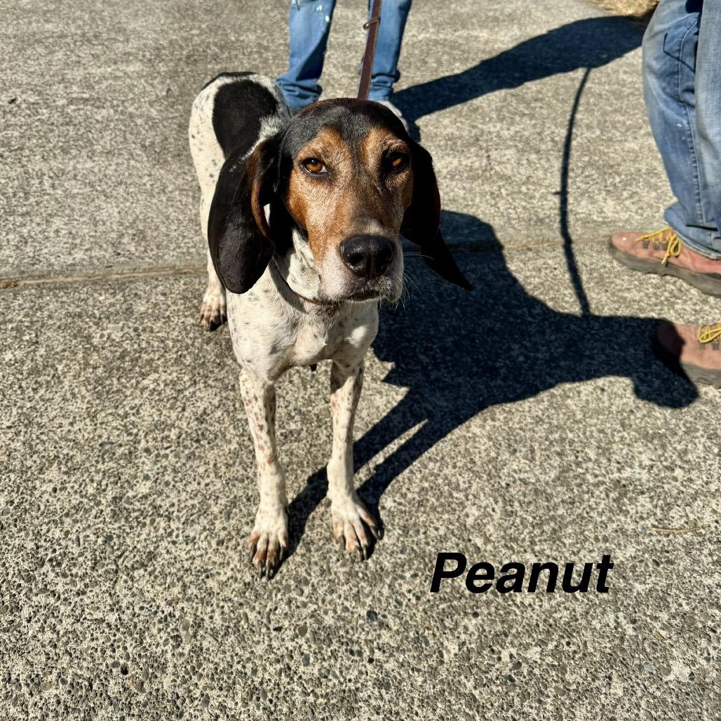 Enlarge Peanut, a Adoptable Bluetick Coonhound in North Bend, OR image 1/1