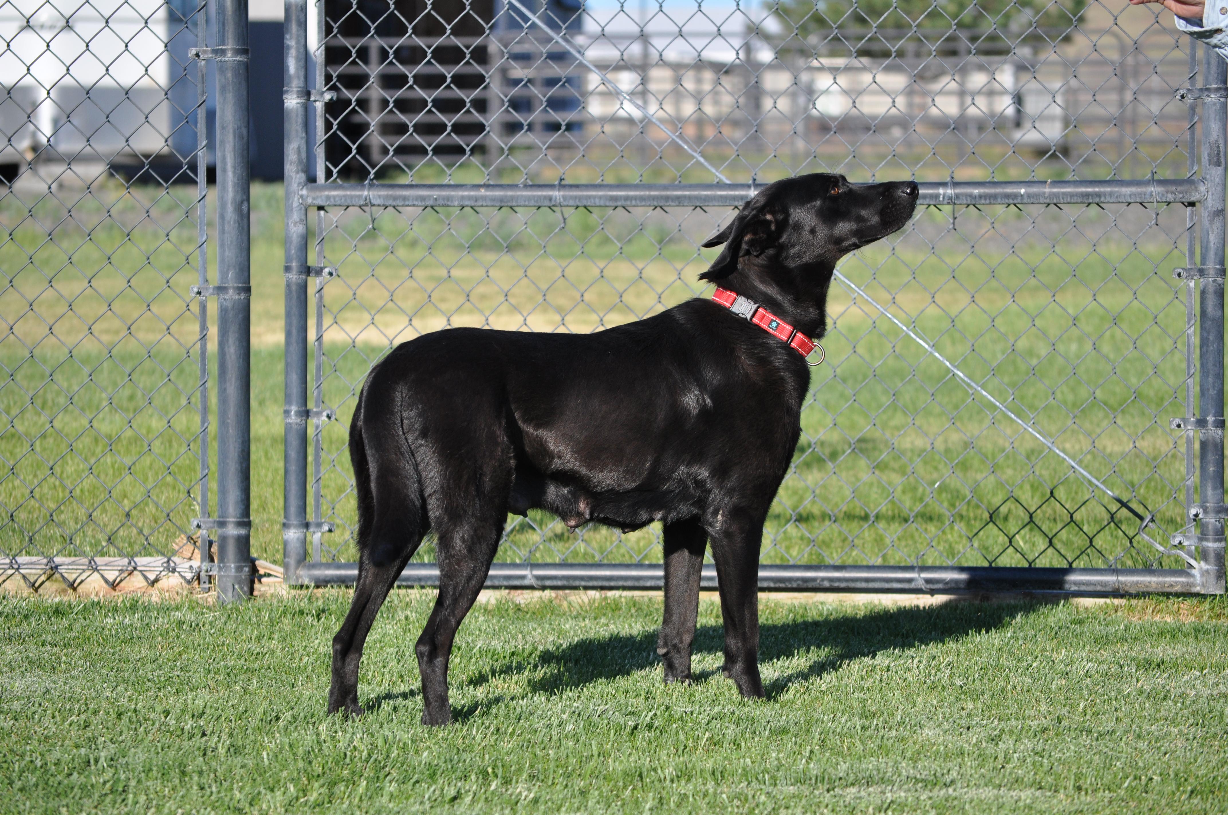 Enlarge Millie, a ADOPTABLE mixed breed in Union Gap, WA image 6/6