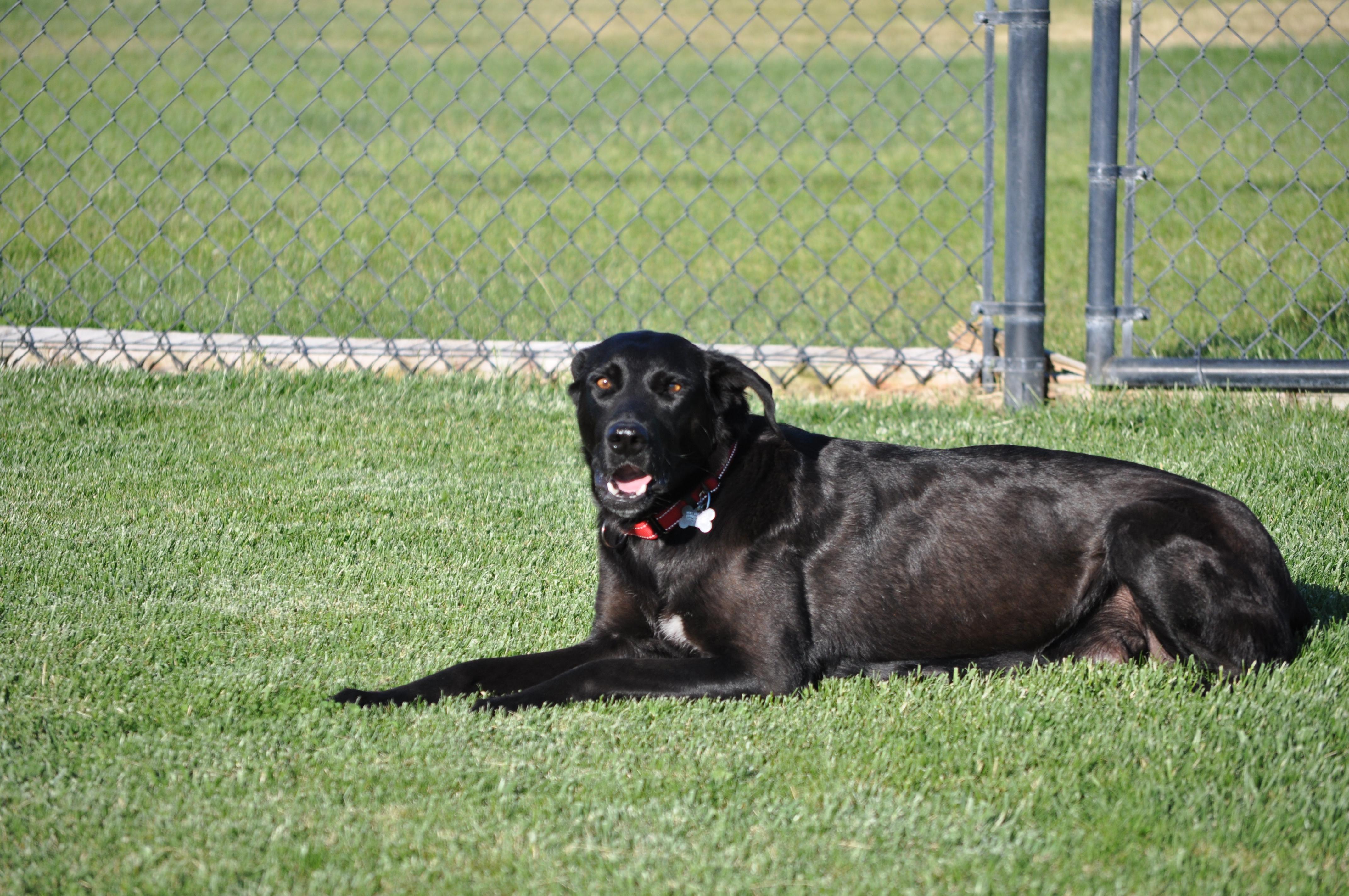 Enlarge Millie, a ADOPTABLE mixed breed in Union Gap, WA image 3/6