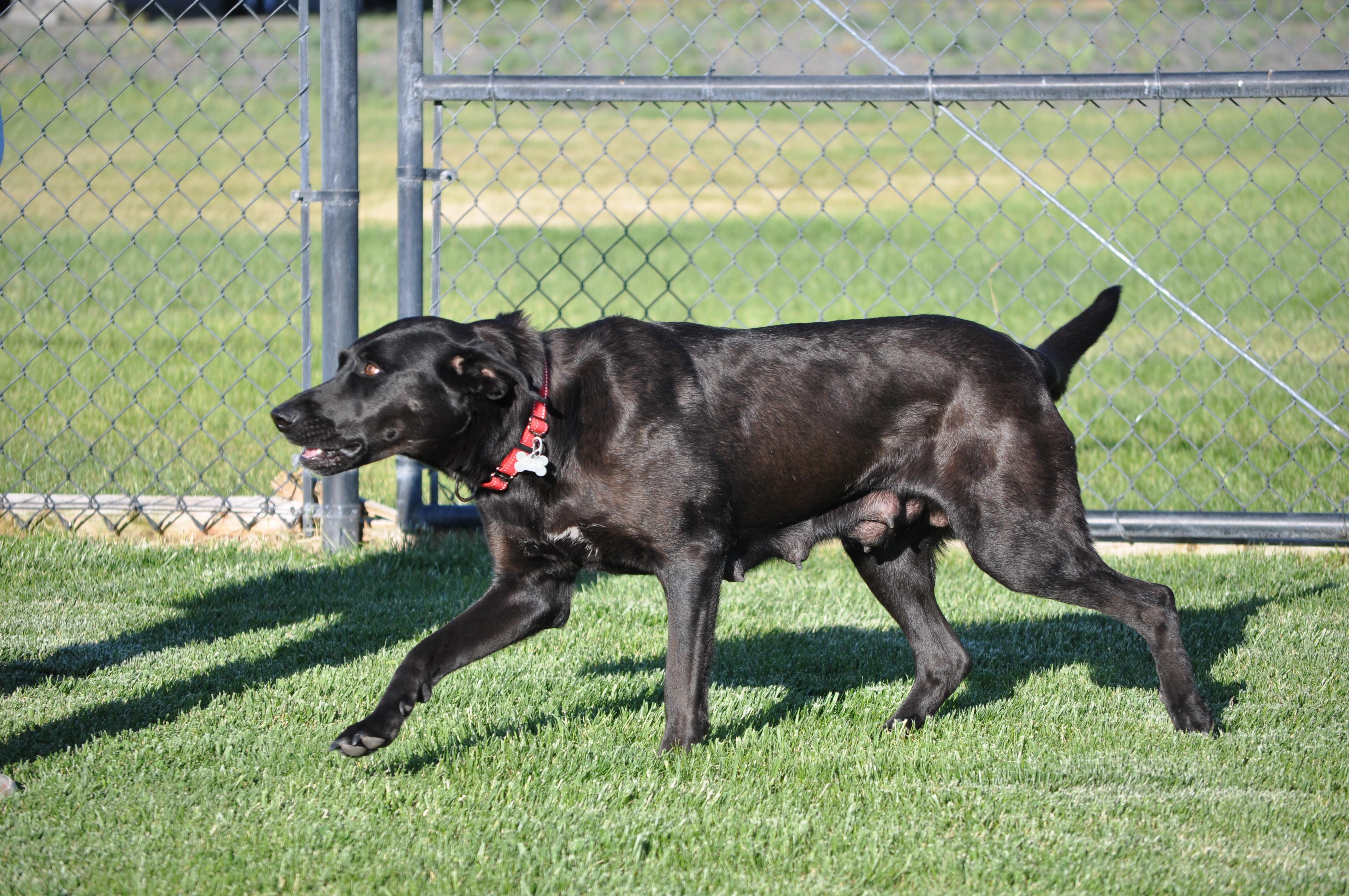 Enlarge Millie, a ADOPTABLE mixed breed in Union Gap, WA image 2/6