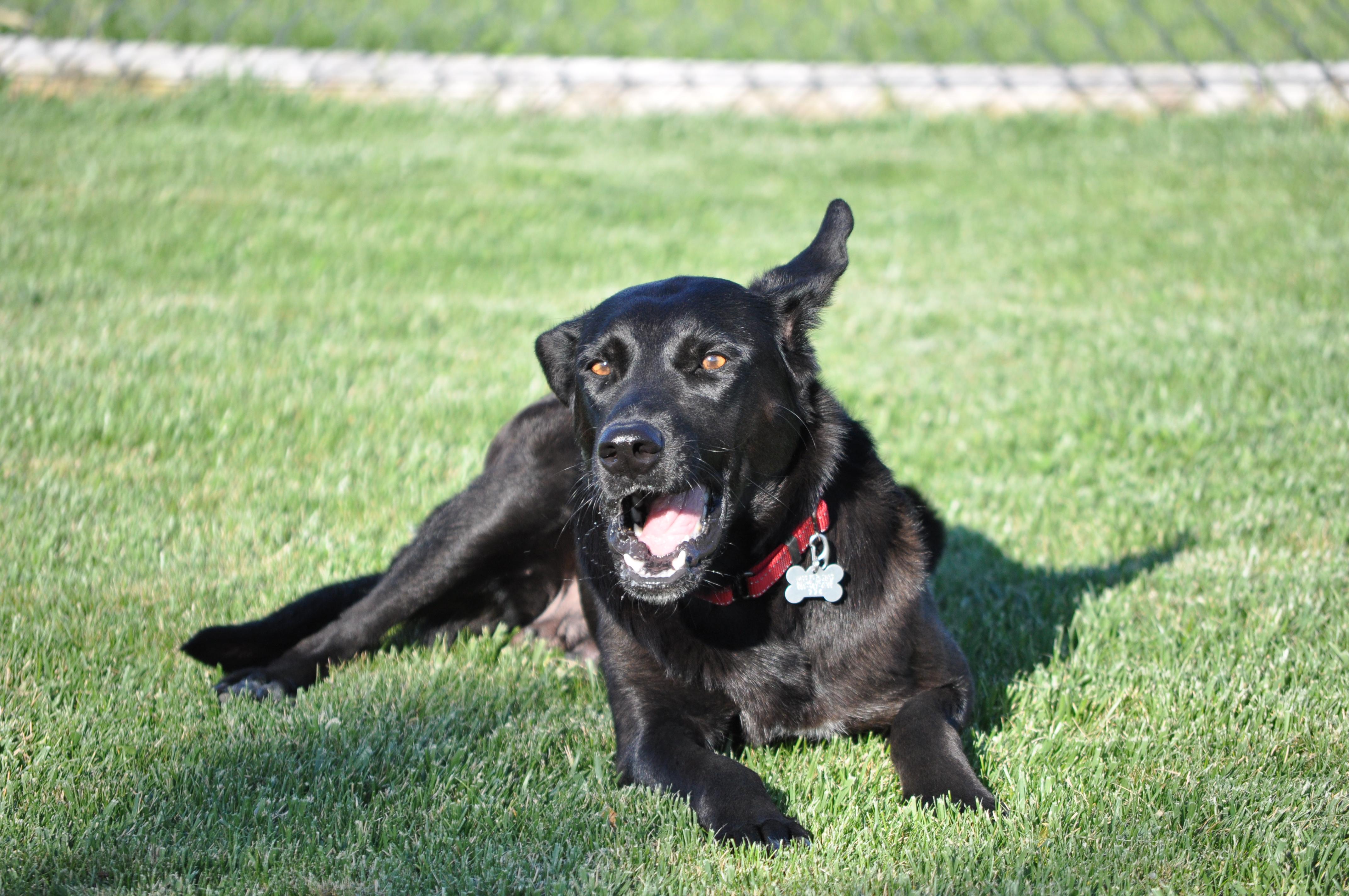 Enlarge Millie, a ADOPTABLE mixed breed in Union Gap, WA image 5/6