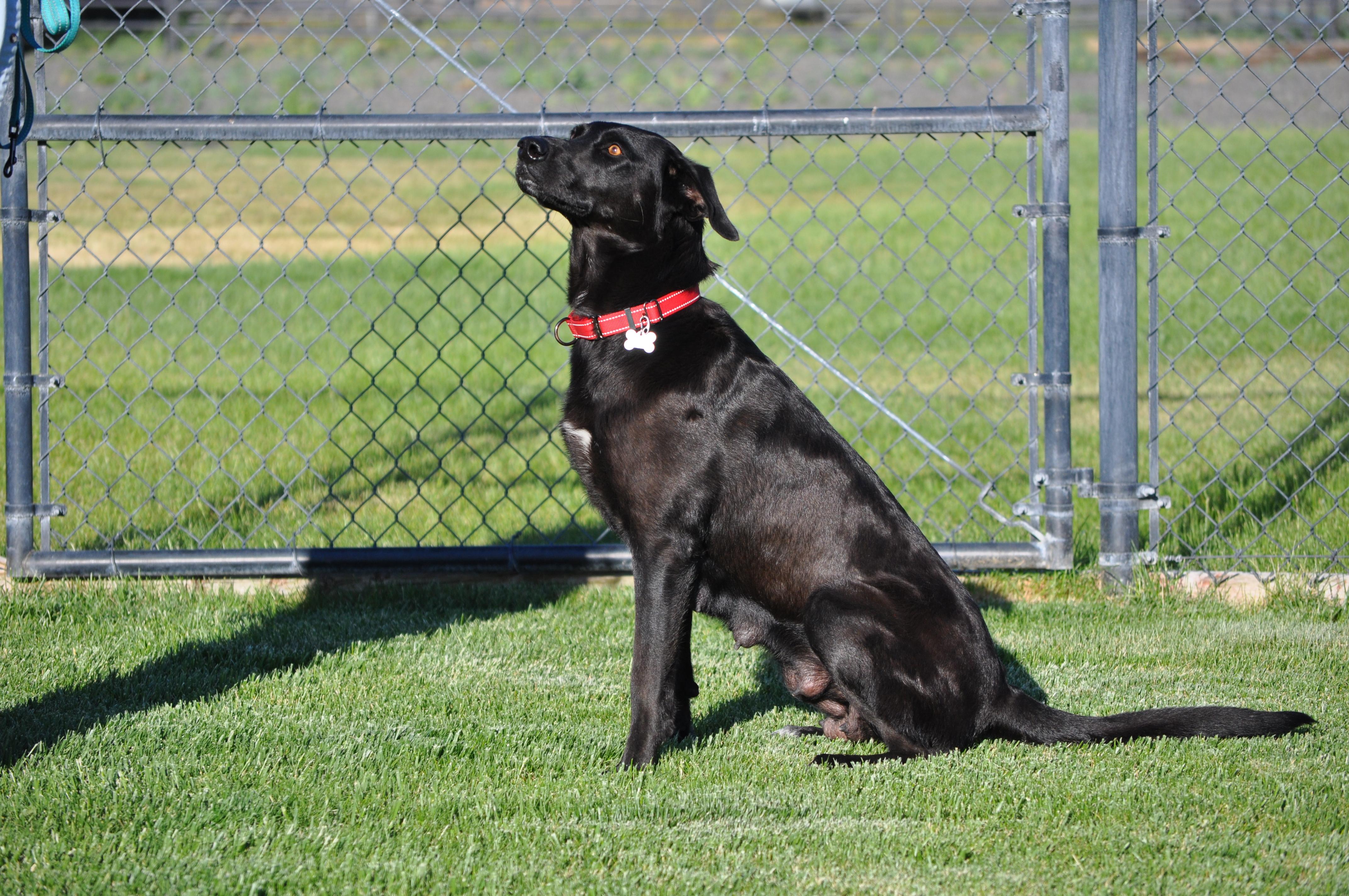 Millie, ADOPTABLE, Adult Female Labrador Retriever.
