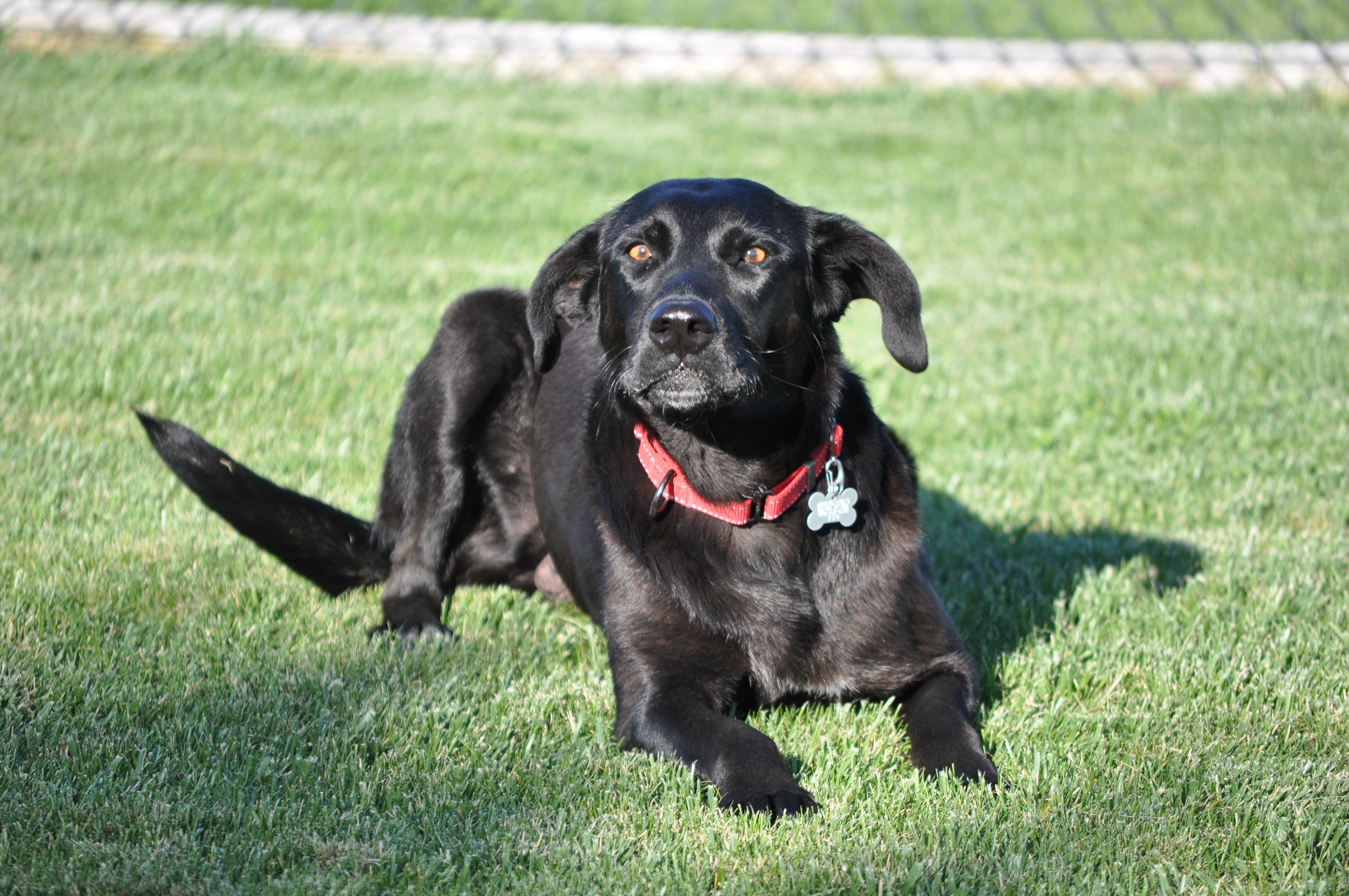 Enlarge Millie, a ADOPTABLE mixed breed in Union Gap, WA image 4/6